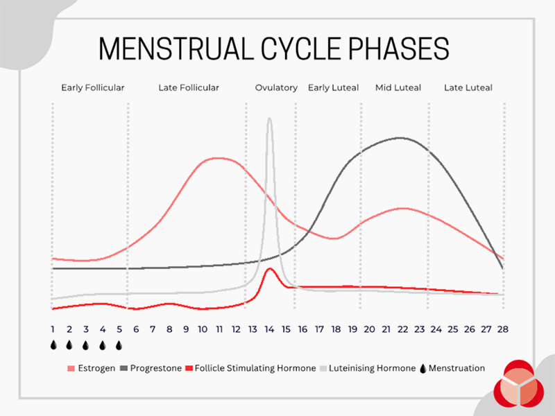 Graph of hormone fluctuation throughout the Menstrual Cycle Phases